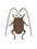 cockroach-kinds01